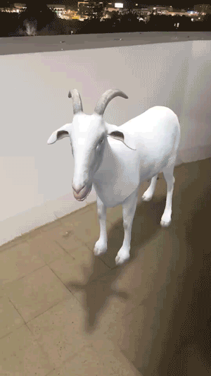 فلتر خروف العيد الاضحى متحرك